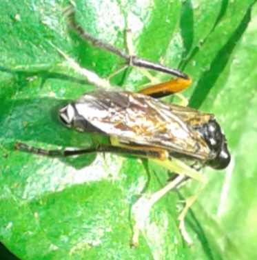 Tenthredinidae da ID: maschio di Macrophya rufipes